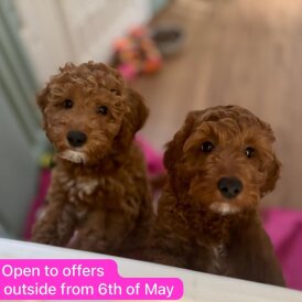 Cockapoo - Both