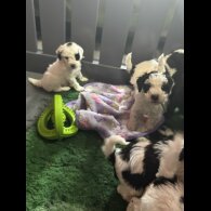 Cockapoo - Both