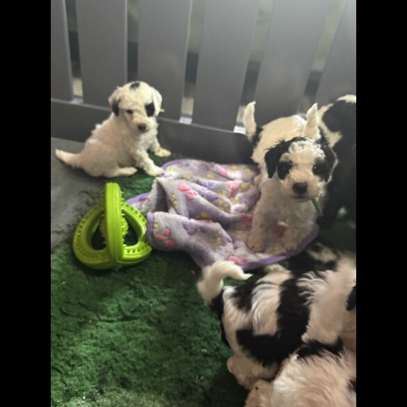 Cockapoo - Both