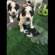 Cockapoo - Both