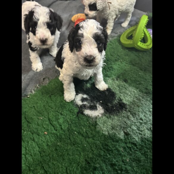 Cockapoo - Both