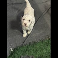 Cockapoo - Both