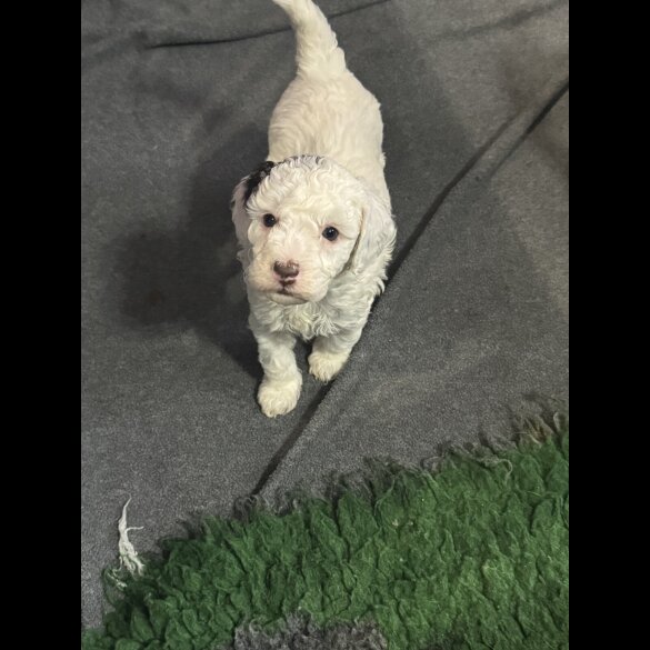 Cockapoo - Both