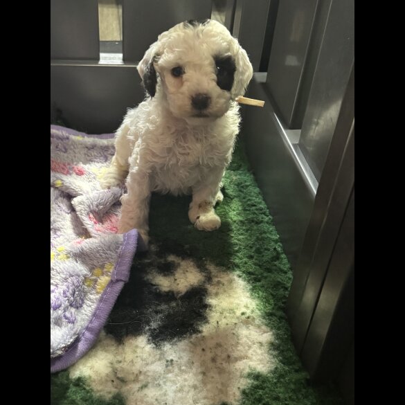 Cockapoo - Both