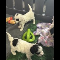 Cockapoo - Both