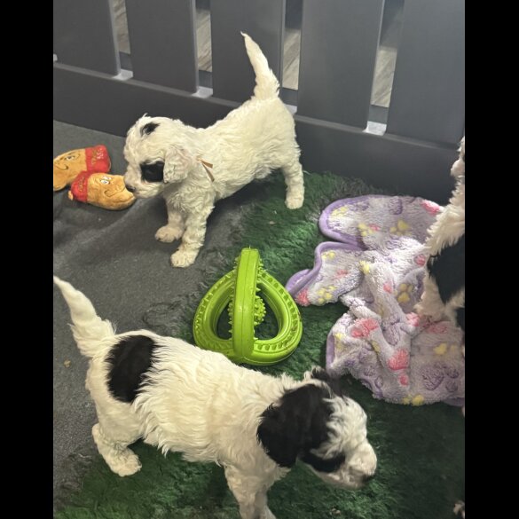 Cockapoo - Both