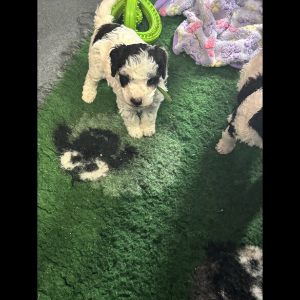 Cockapoo - Both