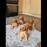 Cockapoo - Both