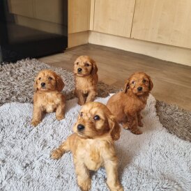 Cockapoo - Both