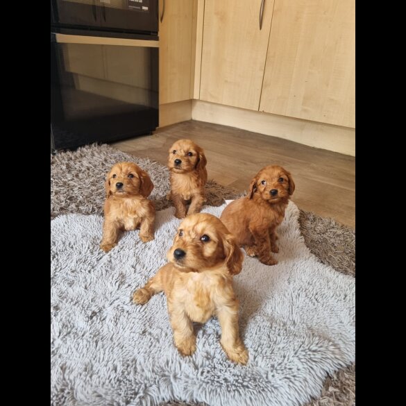 Cockapoo - Both