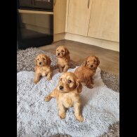 Cockapoo - Both