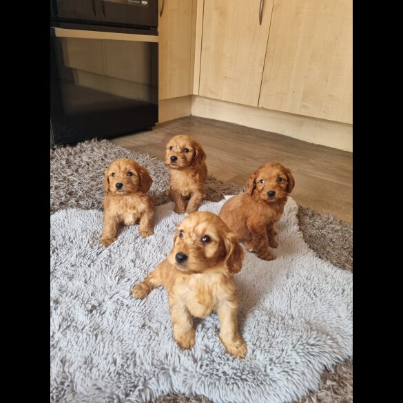 Cockapoo - Both