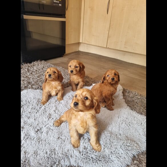 Cockapoo - Both