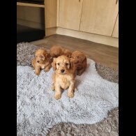 Cockapoo - Both