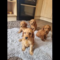 Cockapoo - Both