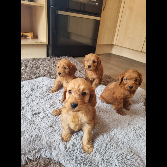 Cockapoo - Both