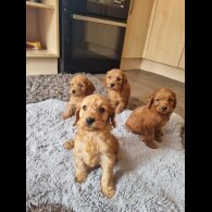 Cockapoo - Both