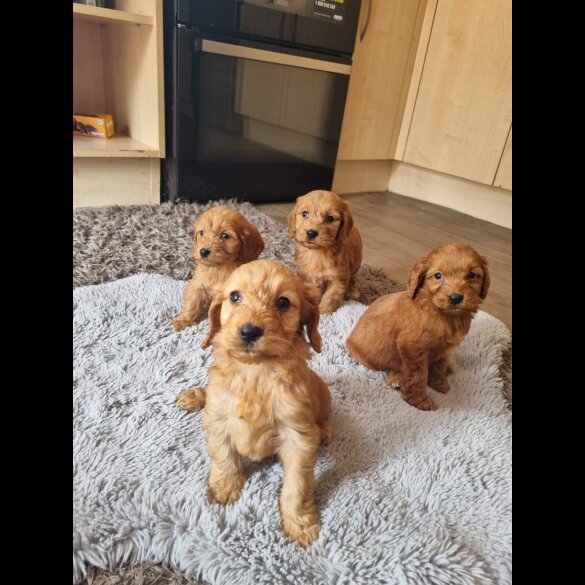 Cockapoo - Both