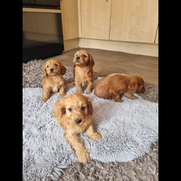 Cockapoo - Both