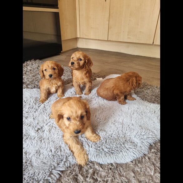 Cockapoo - Both