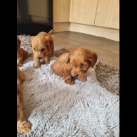 Cockapoo - Both