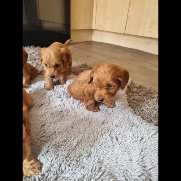 Cockapoo - Both