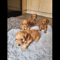 Cockapoo - Both
