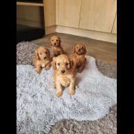Cockapoo - Both