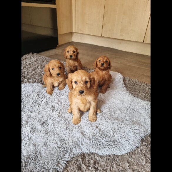 Cockapoo - Both