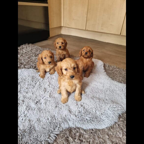 Cockapoo - Both