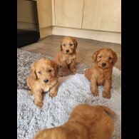 Cockapoo - Both