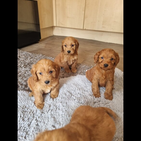 Cockapoo - Both