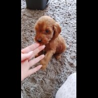 Cockapoo - Both