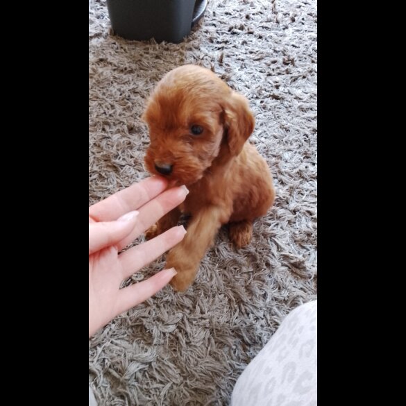 Cockapoo - Both