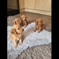 Cockapoo - Both