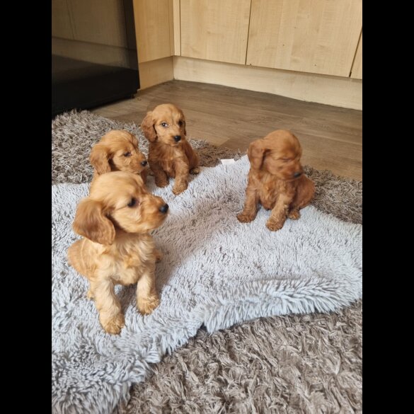 Cockapoo - Both