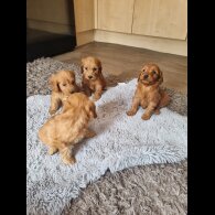 Cockapoo - Both