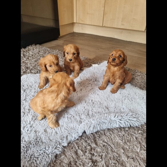 Cockapoo - Both