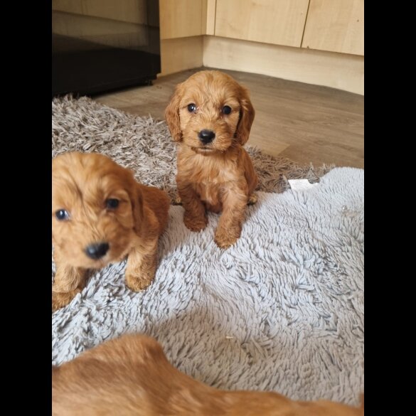 Cockapoo - Both