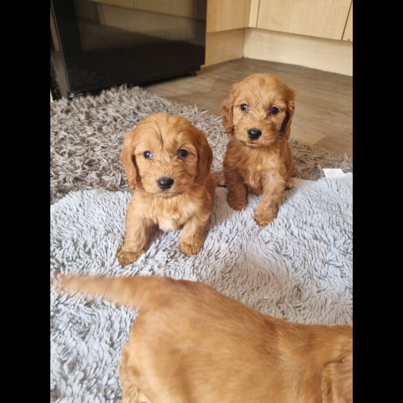 Cockapoo - Both