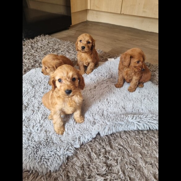 Cockapoo - Both