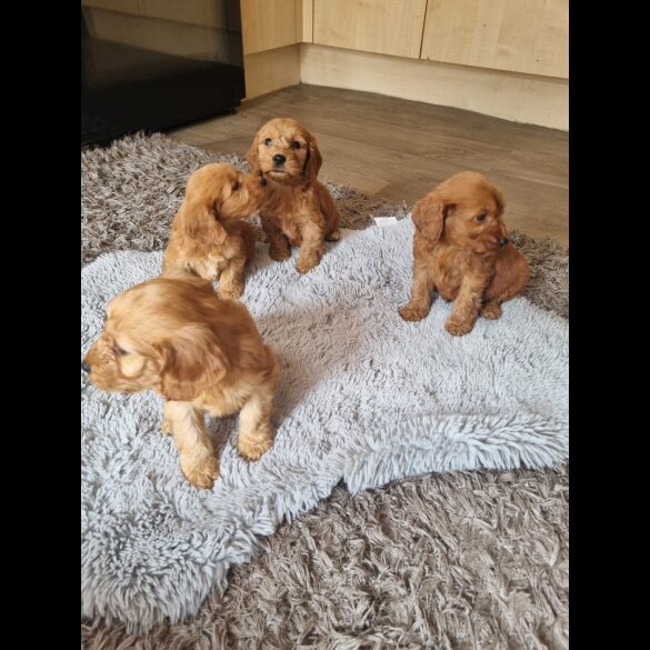 Cockapoo - Both