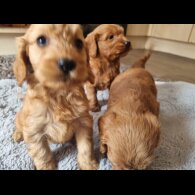 Cockapoo - Both