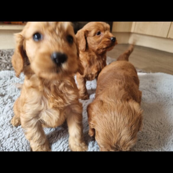 Cockapoo - Both