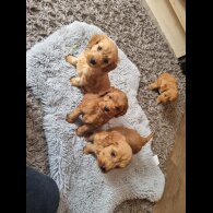Cockapoo - Both