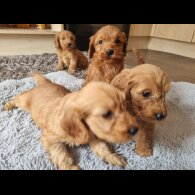 Cockapoo - Both