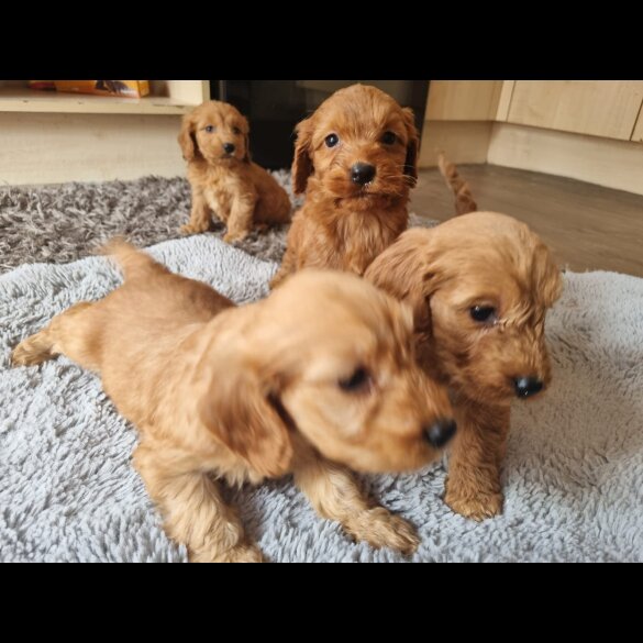 Cockapoo - Both