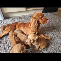 Cockapoo - Both