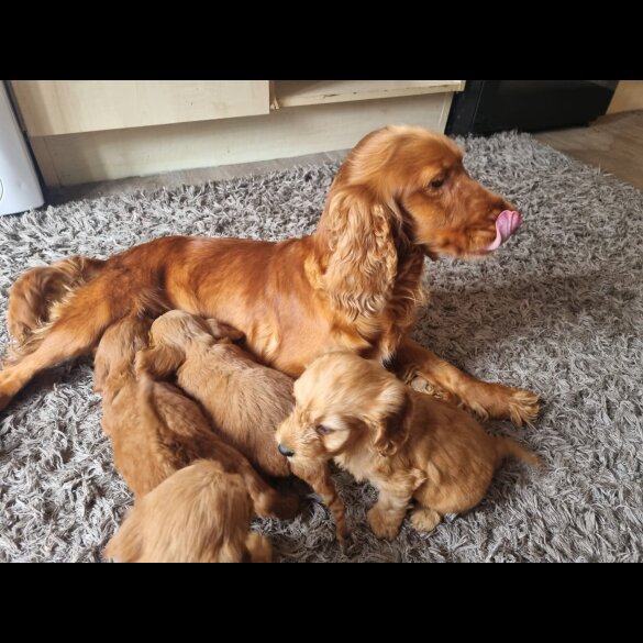 Cockapoo - Both