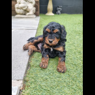 Cockapoo - Both